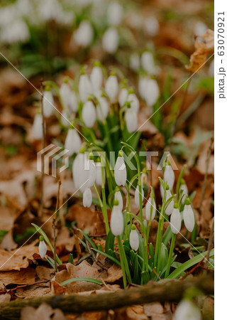growing snowdrops in spring in park growing snowdrops in spring in park 63070921