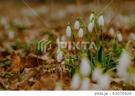 growing snowdrops in spring in park 63070926