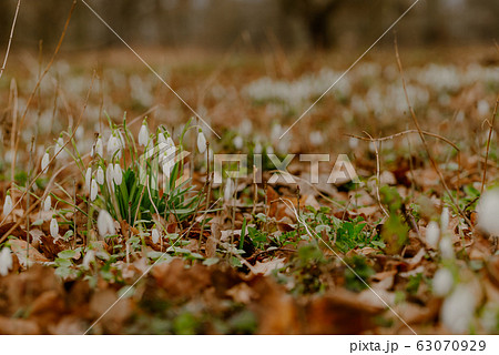 growing snowdrops in spring in park growing snowdrops in spring in park 63070929