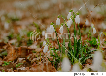 growing snowdrops in spring in park 63070934