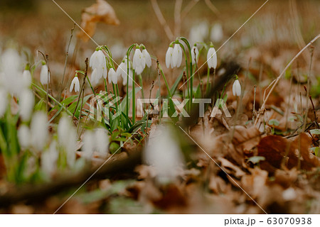growing snowdrops in spring in park 63070938