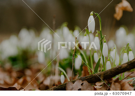 growing snowdrops in spring in park 63070947