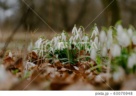 growing snowdrops in spring in park 63070948