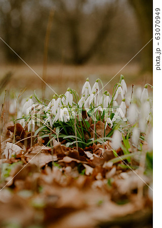 growing snowdrops in spring in park 63070949