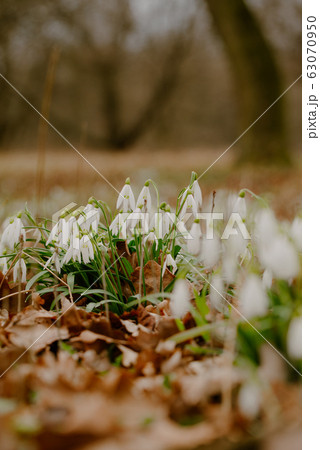 growing snowdrops in spring in park growing snowdrops in spring in park 63070950