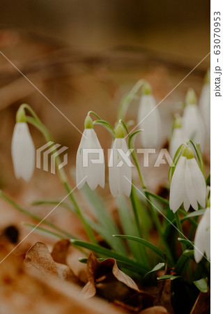 growing snowdrops in spring in park 63070953