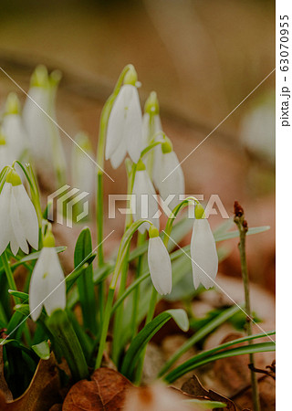 growing snowdrops in spring in park 63070955