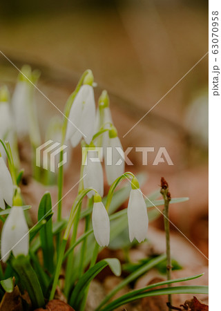 growing snowdrops in spring in park growing snowdrops in spring in park 63070958