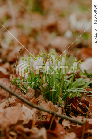 growing snowdrops in spring in park 63070960