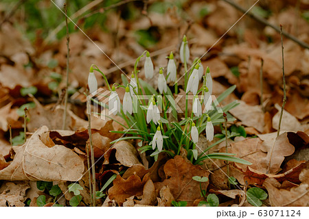 growing snowdrops in spring in park growing snowdrops in spring in park 63071124