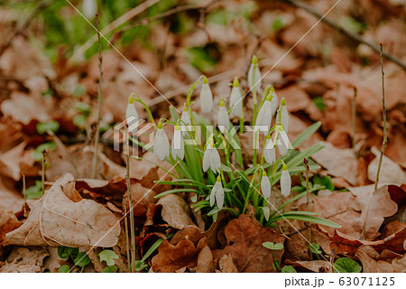 growing snowdrops in spring in park growing snowdrops in spring in park 63071125