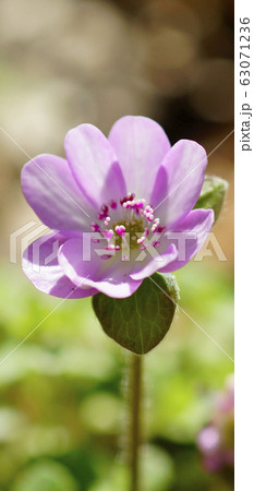 待受け画面 雪割草 ピンク 画面比率19:9 待受け画面 雪割草 ピンク 画面比率19:9 63071236