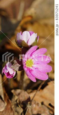 待受け画面 雪割草 ピンク 画面比率19:9 待受け画面 雪割草 ピンク 画面比率19:9 63071241