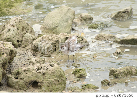 宮古島/与那覇湾の干潟 宮古島/与那覇湾の干潟 63071650