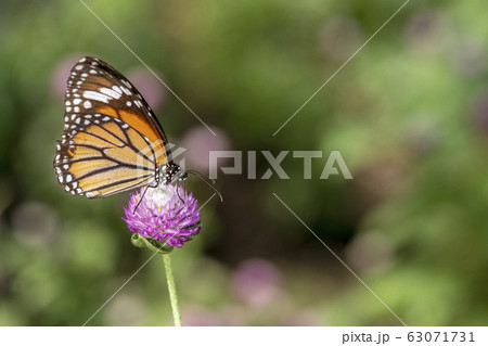 Close-up Tiger butterfly on flower background. Close-up Tiger butterfly on flower background. 63071731