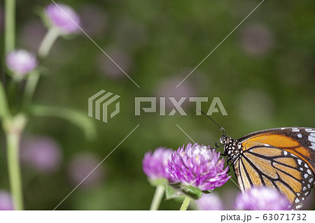 Close-up Tiger butterfly on flower background. Close-up Tiger butterfly on flower background. 63071732
