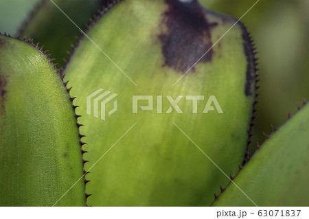 ฺBackground of Bromeliad leaves plant ฺBackground of Bromeliad leaves plant 63071837