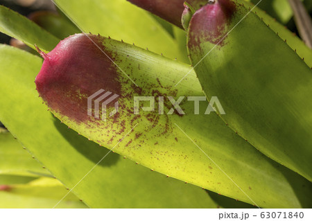 ฺBackground of Bromeliad leaves plant 63071840