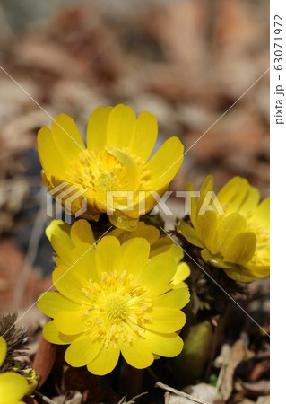 初春の黄色い福寿草 初春の黄色い福寿草 63071972