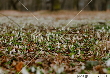 growing snowdrops in spring in park growing snowdrops in spring in park 63072051