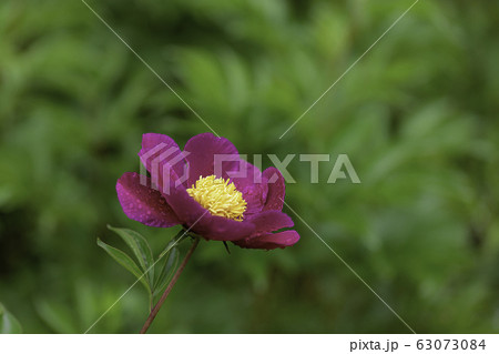 花 シャクヤク 雨滴 63073084