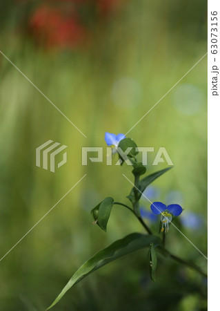 つゆ草の花 63073156