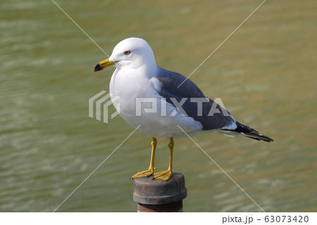 ウミネコ ウミネコ 63073420