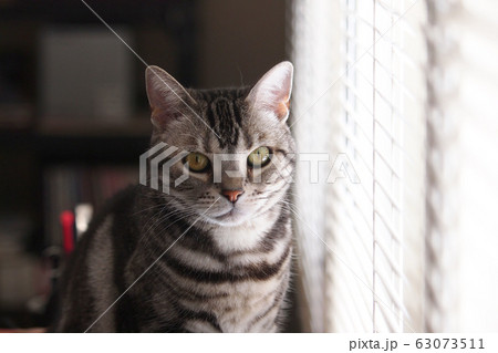 窓際の猫 正面顔上半身アップの写真素材