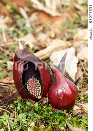 ザゼンソウ ザゼンソウ 63073651