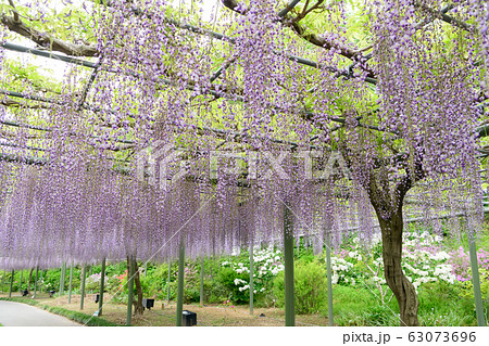 静岡県浜松市はままつフラワーパークの藤棚の写真素材