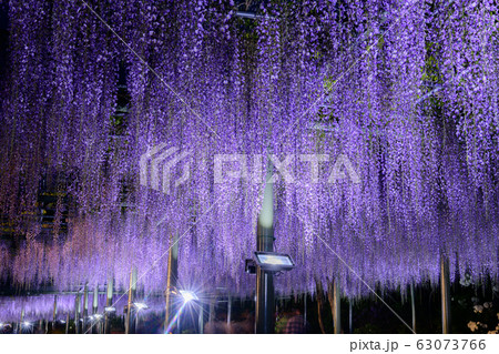 静岡県浜松市はままつフラワーパークの藤棚ライトアップの写真素材