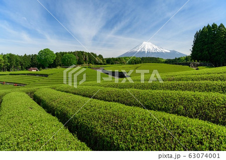 静岡県富士宮市大淵笹葉からの富士山 63074001