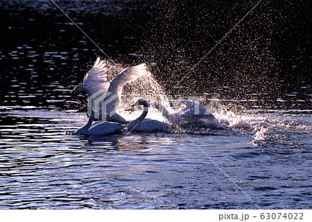 白鳥　ほとばしり 63074022
