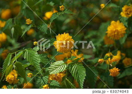 ヤマブキ ヤマブキ 63074043