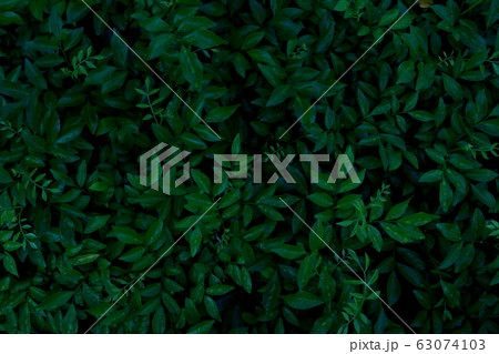 Dew and Green leaves background. Green leaves color dark tone after raining in the morning.Tropical Plant,environment,fresh,photo concept nature and plant. Dew and Green leaves background. Green leaves color dark tone after raining in the morning.Tropical Plant,environment,fresh,photo concept nature and plant. 63074103