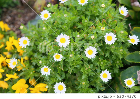 ノースポールの花 ノースポールの花 63074370