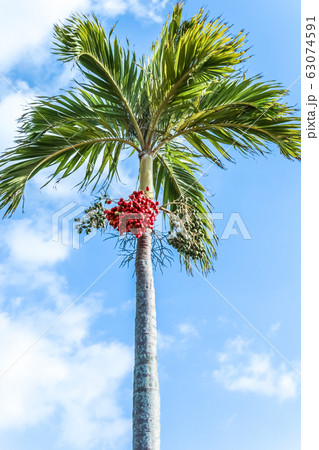 赤い実をつけたマニラヤシを青空に見上げるの写真素材 [63074591] - PIXTA