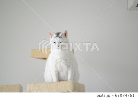 ねこ ねこ 63074761