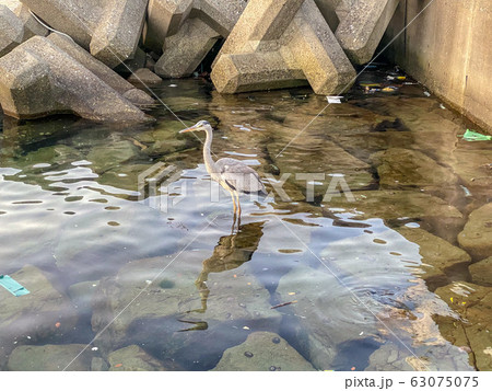 漁港で魚を狙う白鷺。 漁港で魚を狙う白鷺。 63075075