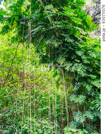 ハワイ カウアイ島シダの洞窟のモンステラと熱帯植物 ハワイ カウアイ島シダの洞窟のモンステラと熱帯植物 63075076