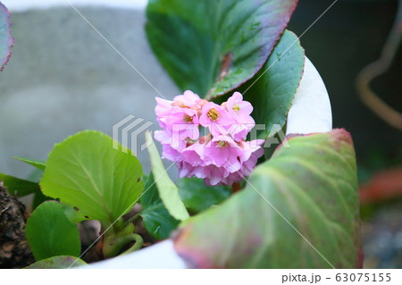 ヒマラヤユキノシタの花の写真素材