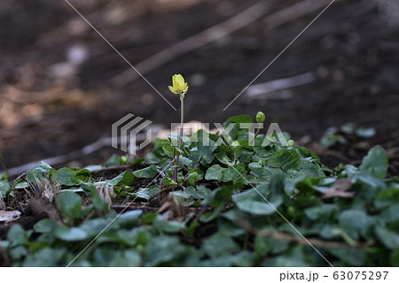 ヒメリュウキンカ(姫立金花) ヒメリュウキンカ(姫立金花) 63075297