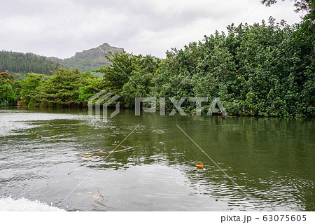 ハワイ カウアイ島 ワイルア川 シダの洞窟クルーズ ハワイ カウアイ島 ワイルア川 シダの洞窟クルーズ 63075605
