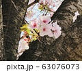 サクラサク（桜） 63076073