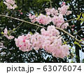 春よ（八重桜） 63076074
