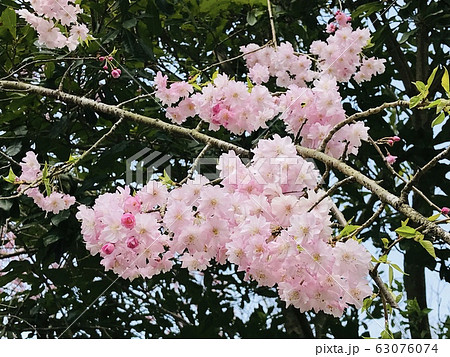 春よ(八重桜) 春よ(八重桜) 63076074