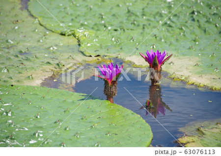 オニバスの花 63076113
