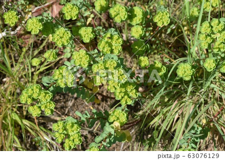 トウダイグサ 63076129