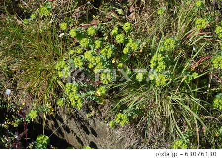 トウダイグサ 63076130