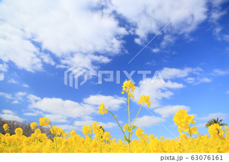 菜の花 63076161